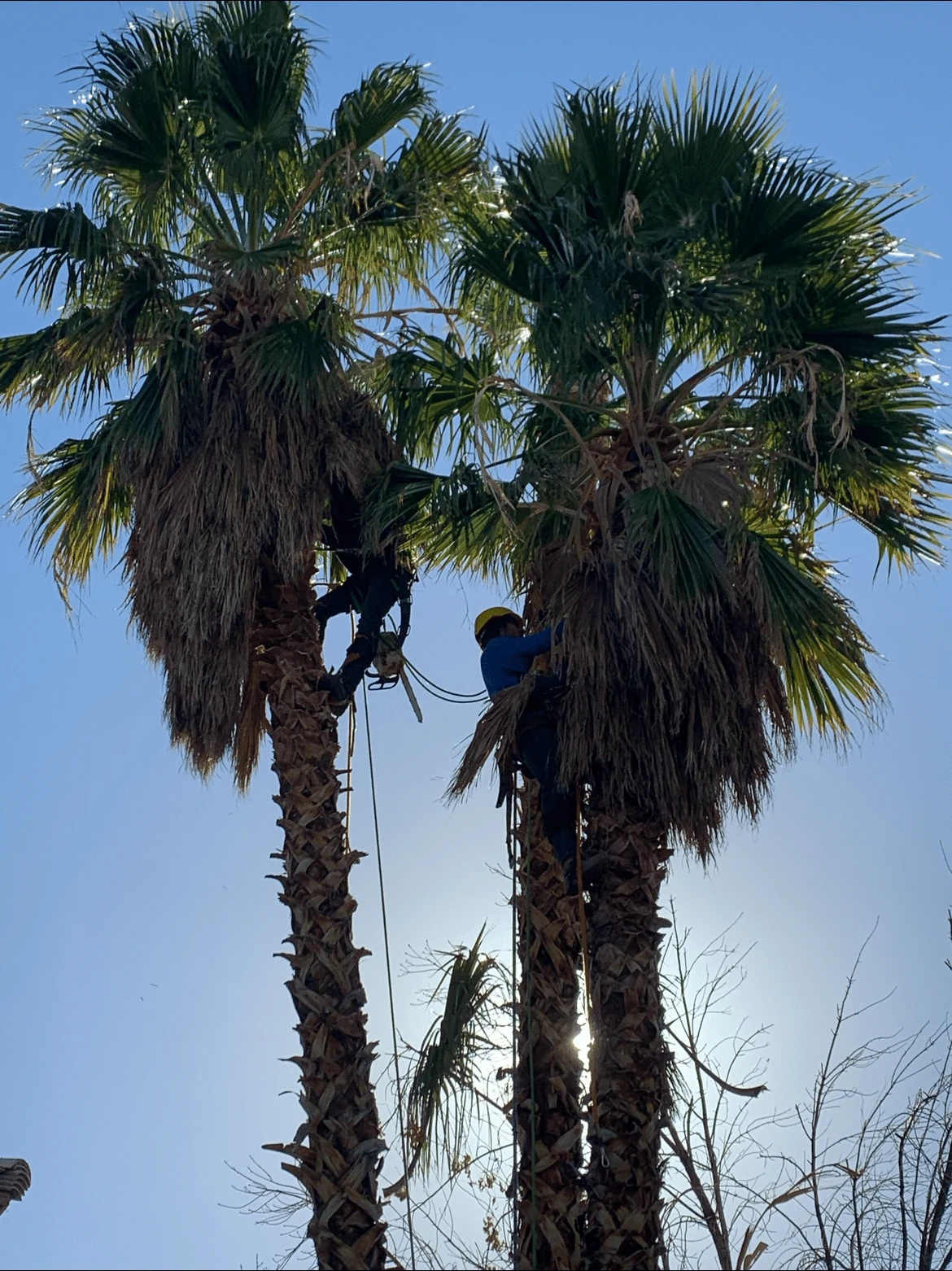 Crew rigged high in a row of fan palms, backlit by the afternoon sun