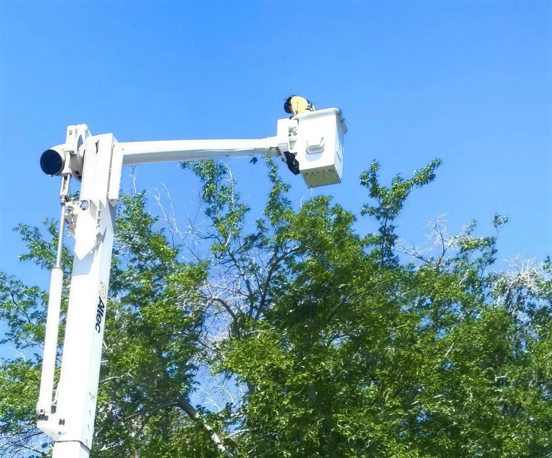 Close view of a crew member in a bucket truck basket working canopy height in a large tree