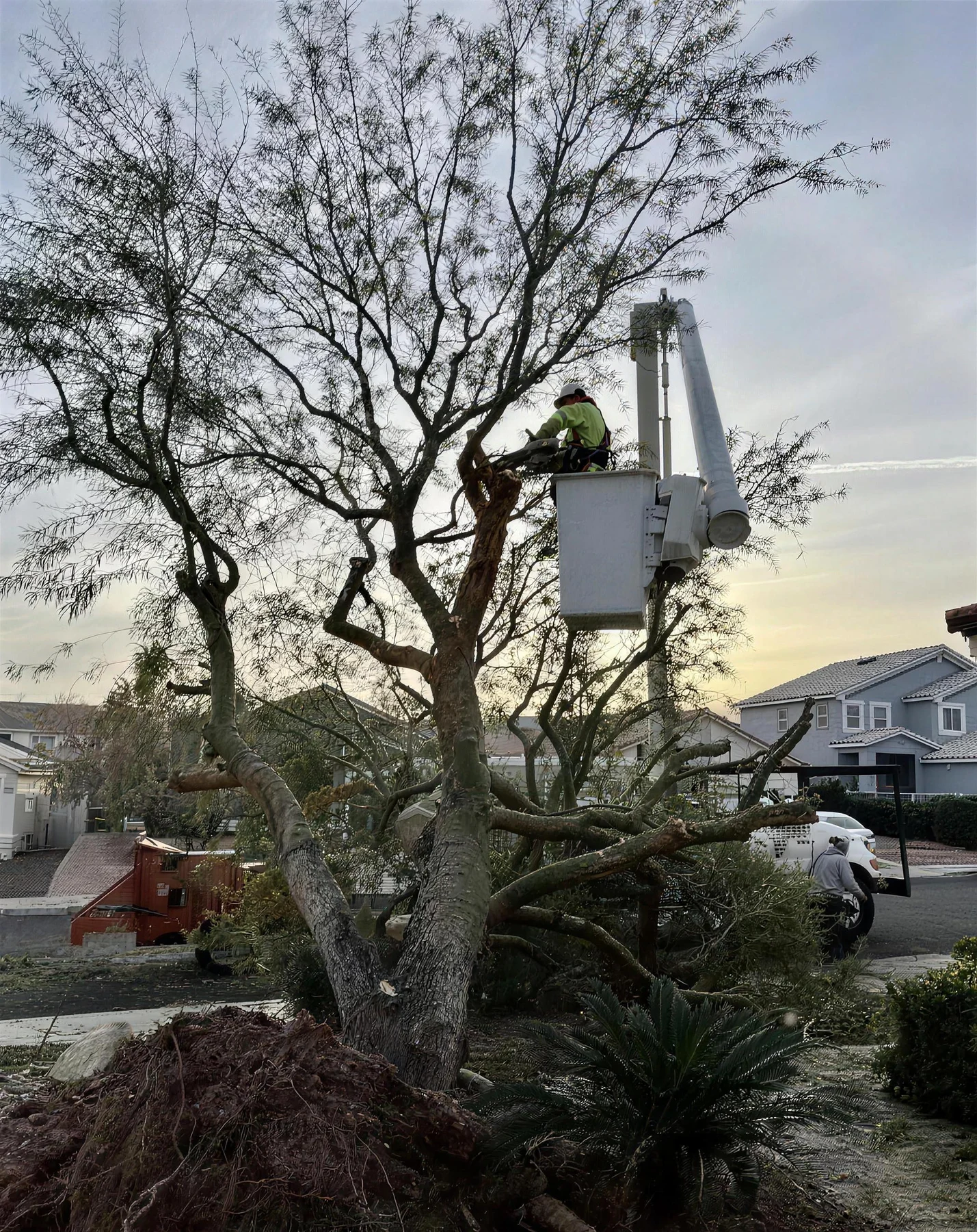 Crew trimming a mesquite tree from a bucket truck at dusk