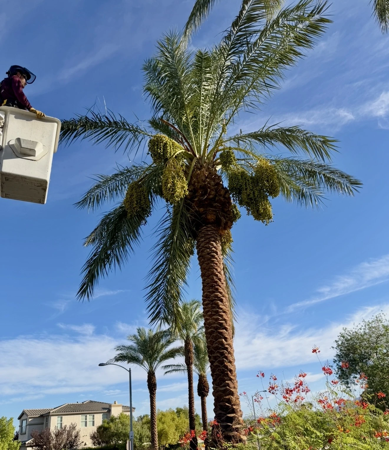 Crew member working from a bucket truck high in a date palm