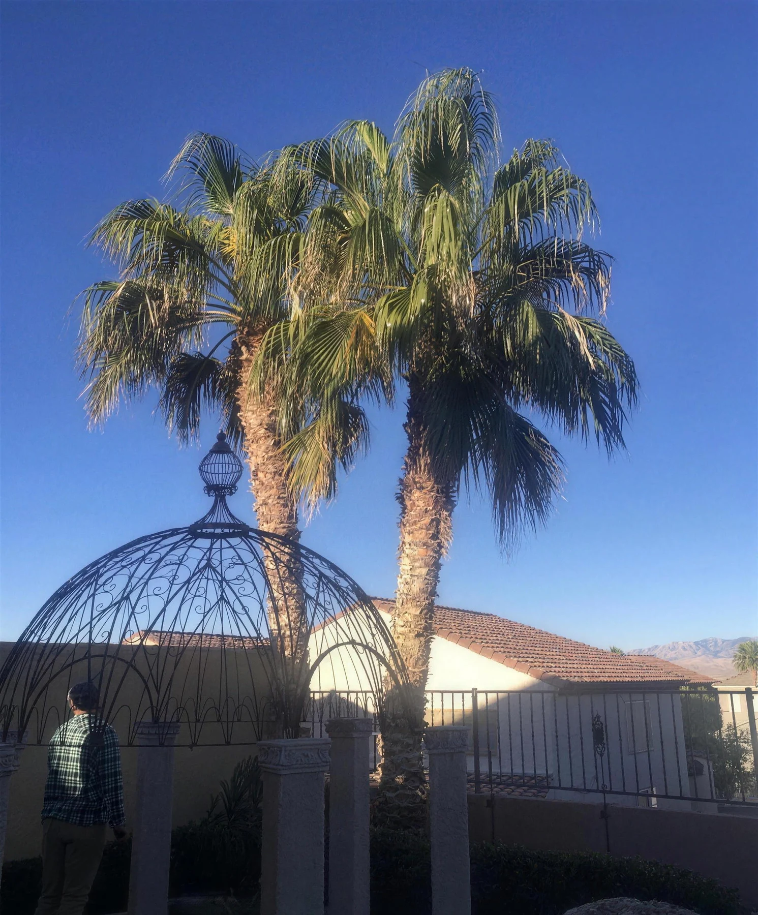 Overgrown, shaggy palm trees before trimming