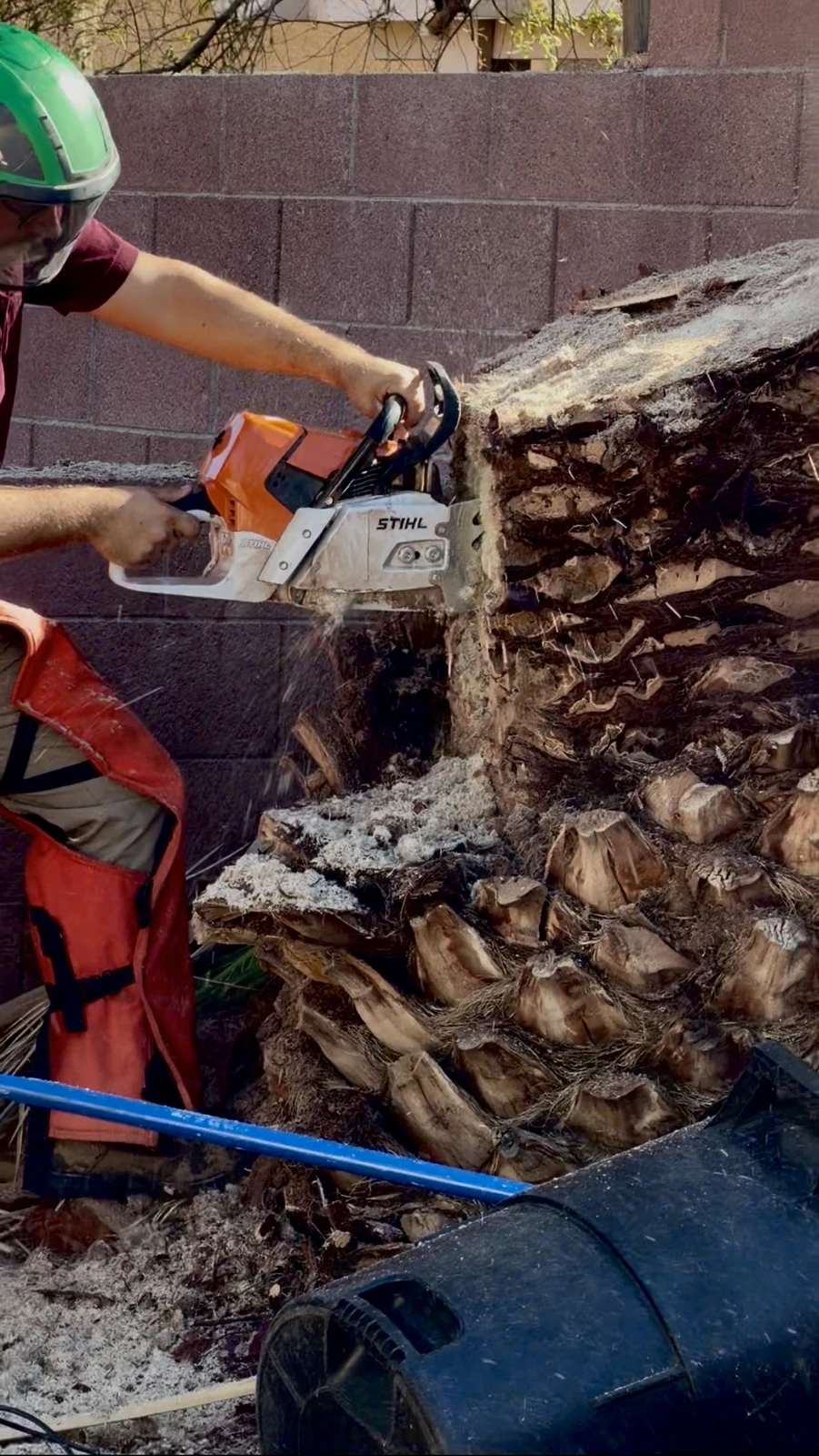 Crew member in chainsaw chaps making a close cut into a stacked palm trunk section