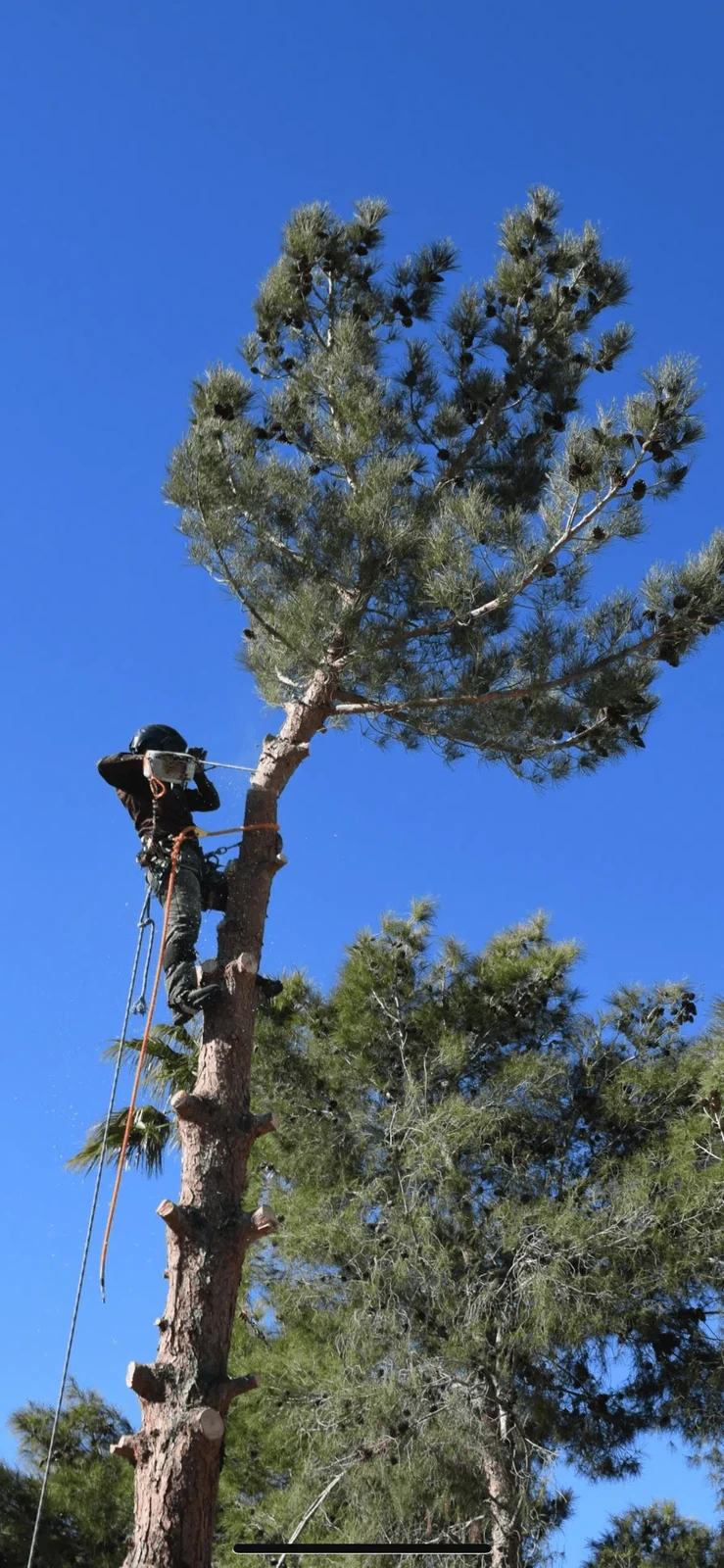 Arborist high in a large pine tree using a chainsaw