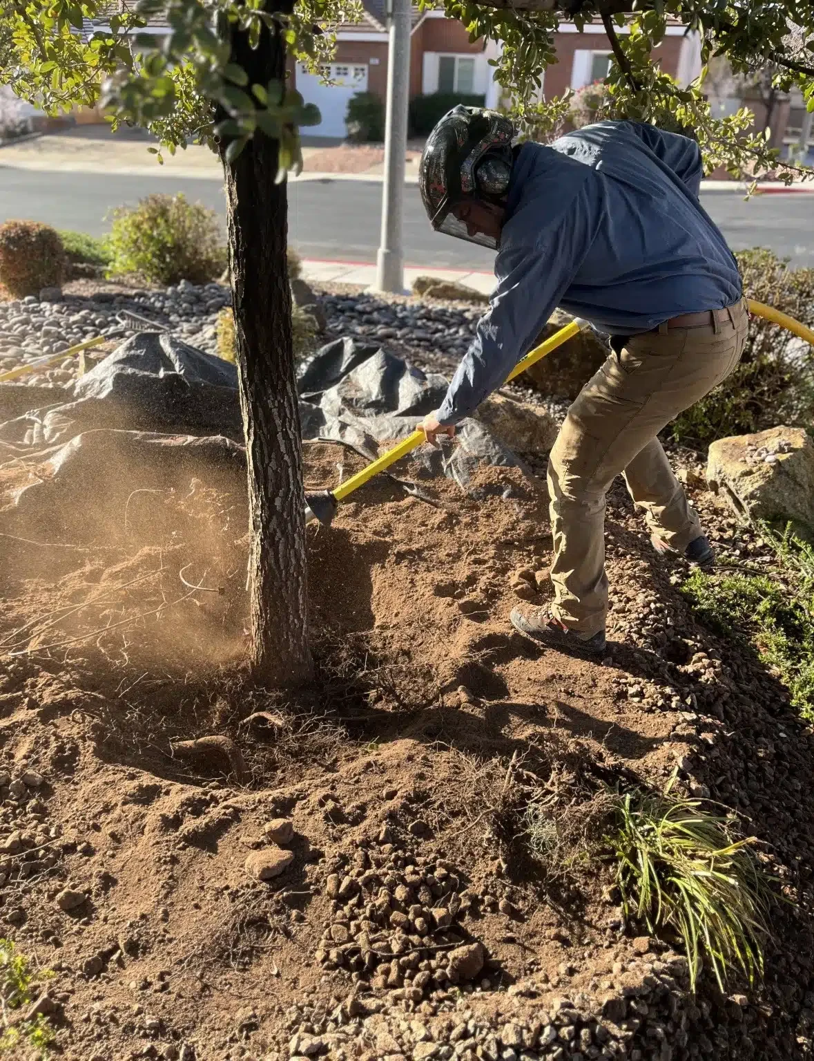 Crew member performing a root collar excavation at the base of a tree
