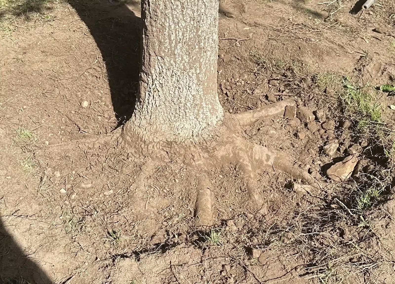 Close-up of an excavated tree root flare