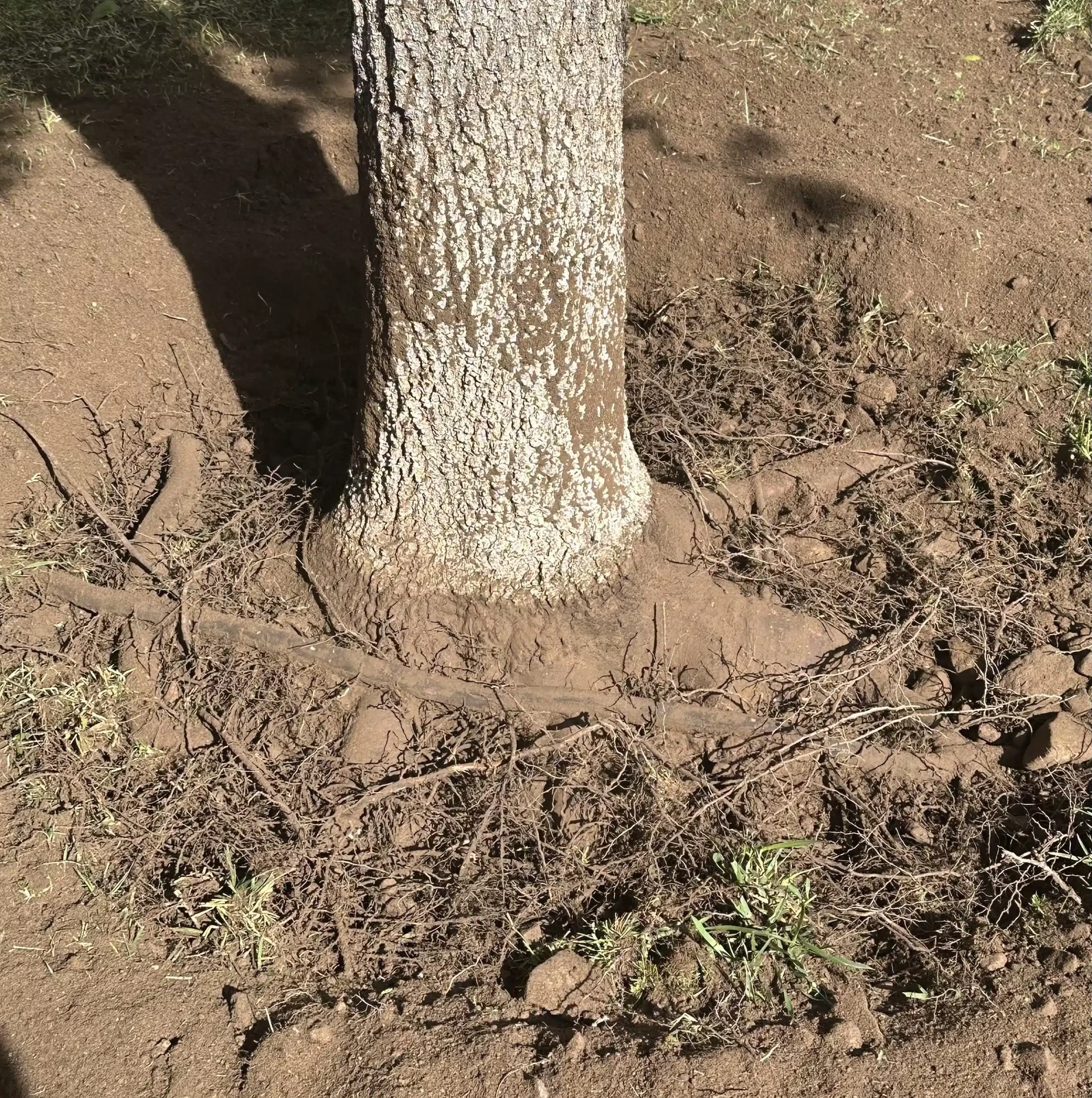 Close-up of a tree trunk and root flare at soil level