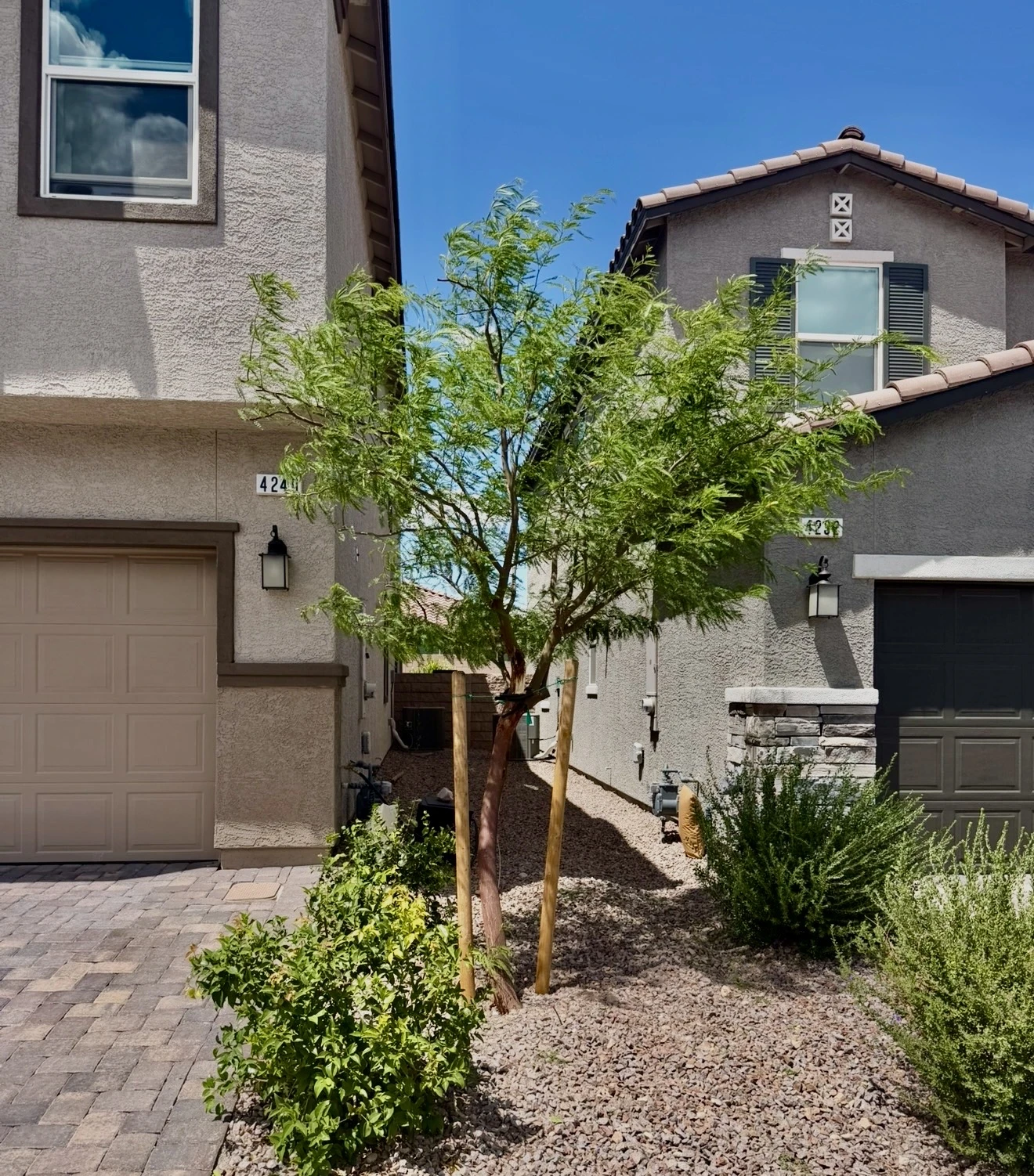 Young mesquite tree staked with two support posts in a side-yard planting bed